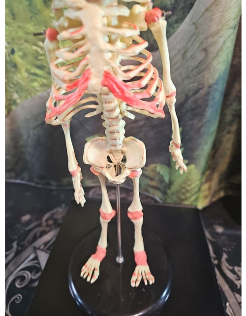 Load image into Gallery viewer, Pinyl vinyl chloride skeleton of abnormal infant
