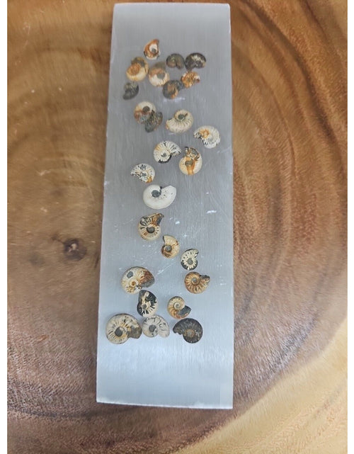 Load image into Gallery viewer, 25pcs 8-13mm Pleuroceras AMMONITE Fossil lot Mollusk 13 W/ Selenite Base
