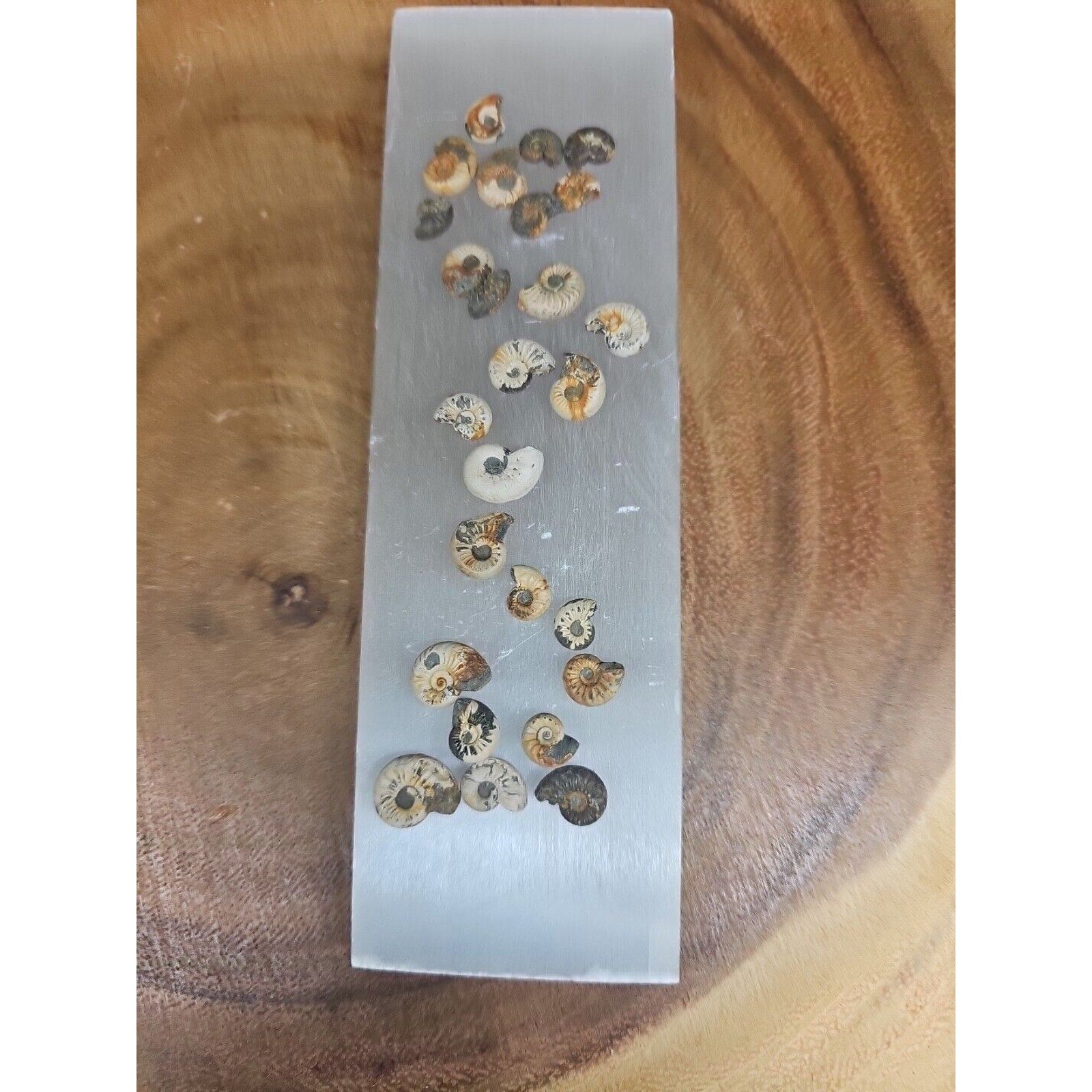 25pcs 8-13mm Pleuroceras AMMONITE Fossil lot Mollusk 13 W/ Selenite Base