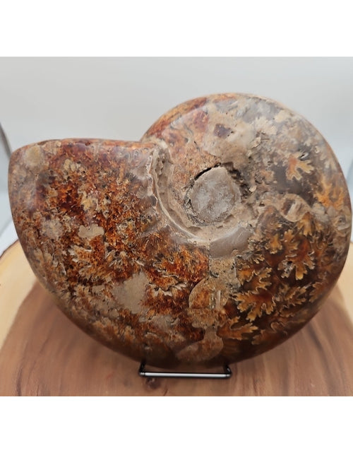 Load image into Gallery viewer, 2.36LB Rare! Natural Ammonite Fossil Specimen Shell Madagascar
