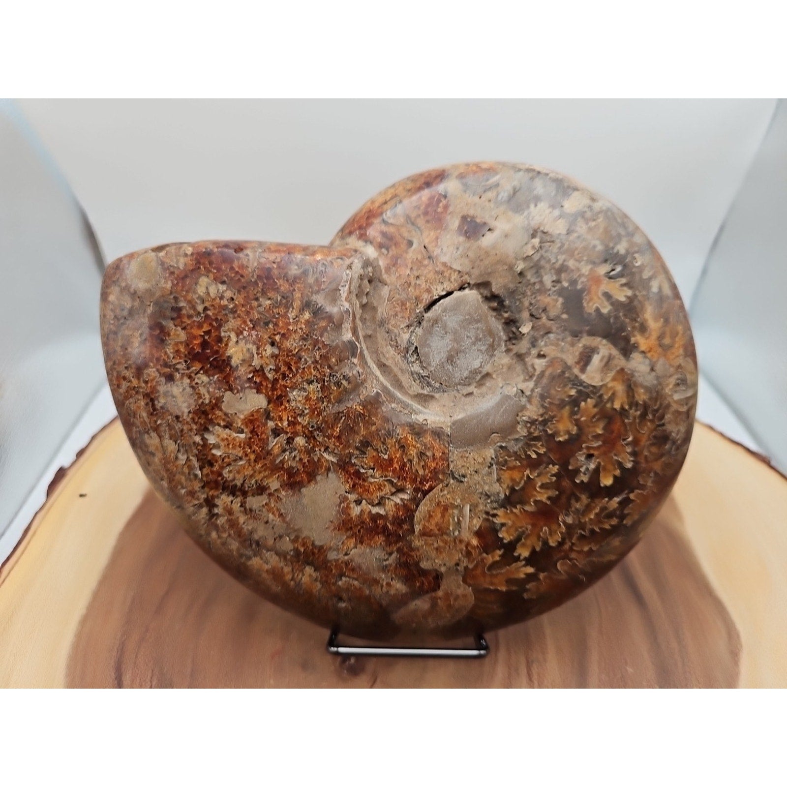 2.36LB Rare! Natural Ammonite Fossil Specimen Shell Madagascar