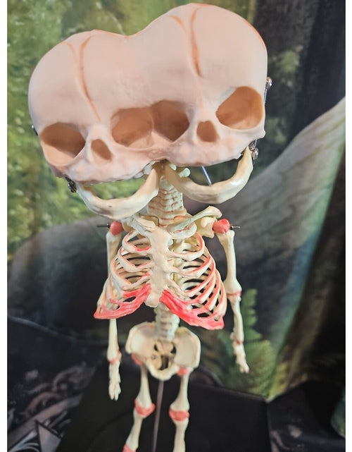 Load image into Gallery viewer, Pinyl vinyl chloride skeleton of abnormal infant
