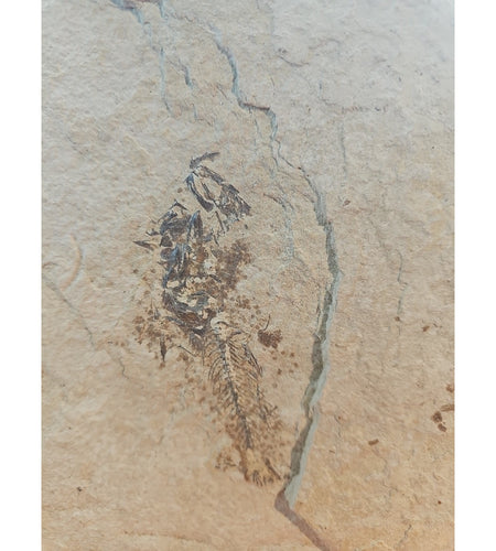 6lbs Fish fossil plate W/stand