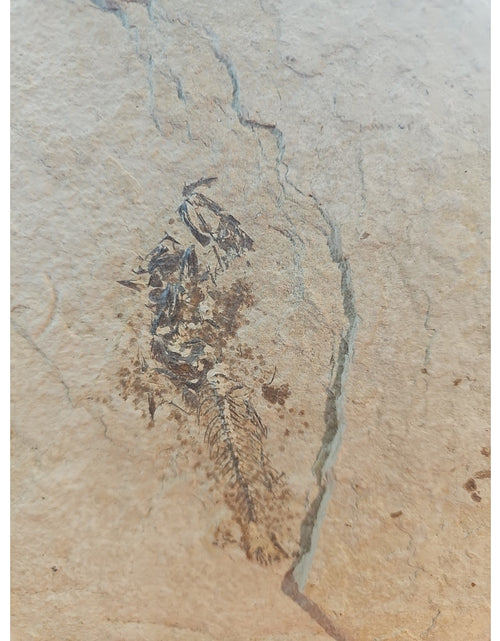 Load image into Gallery viewer, 6lbs Fish fossil plate W/stand
