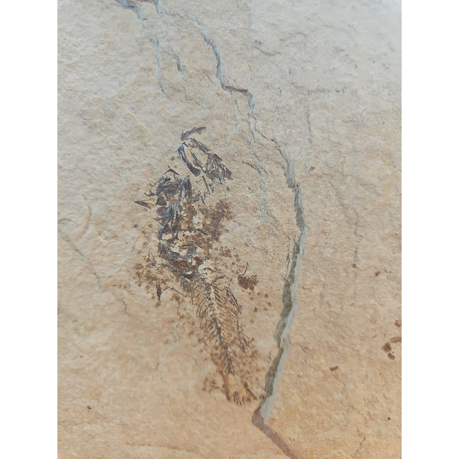 6lbs Fish fossil plate W/stand