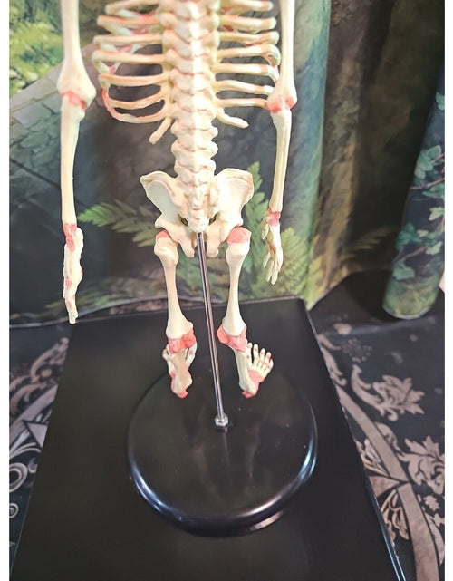 Load image into Gallery viewer, Pinyl vinyl chloride skeleton of abnormal infant
