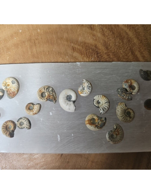 Load image into Gallery viewer, 25pcs 8-13mm Pleuroceras AMMONITE Fossil lot Mollusk 13 W/ Selenite Base

