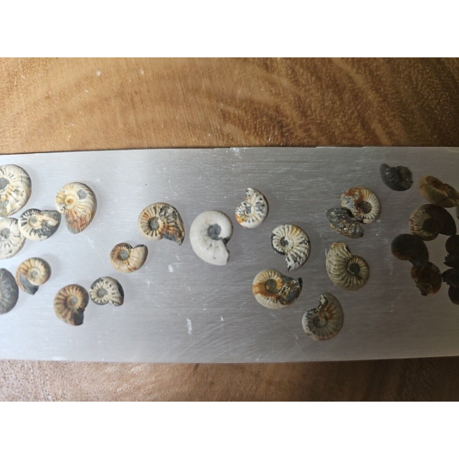 25pcs 8-13mm Pleuroceras AMMONITE Fossil lot Mollusk 13 W/ Selenite Base