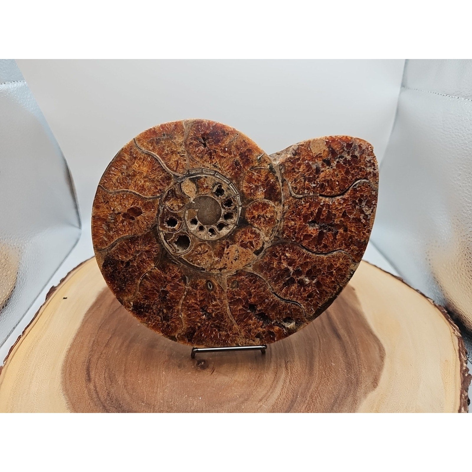 2.36LB Rare! Natural Ammonite Fossil Specimen Shell Madagascar