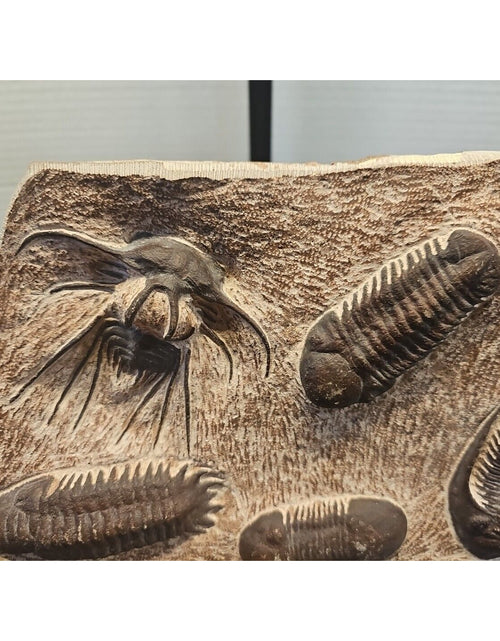 Load image into Gallery viewer, 2.33lbs Trilobita Cast Fossil Rare Cast Awesome Display !!
