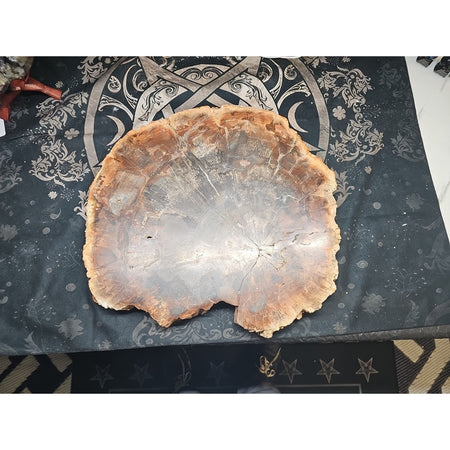 27.3LB TOP Natural fossil wood Quartz carved Crystal mineral Specimen healing