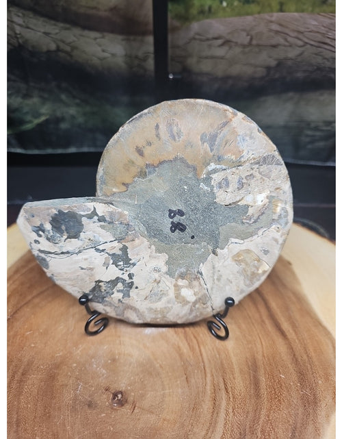 Load image into Gallery viewer, Ammonite fossil large .88lbs W/stand
