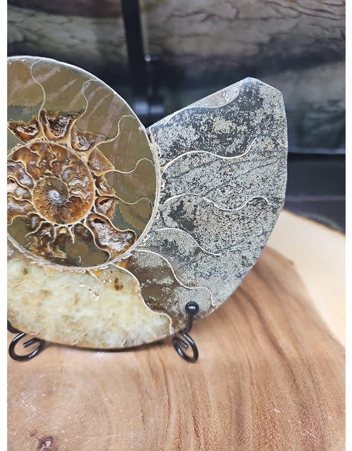 Load image into Gallery viewer, Ammonite fossil large .88lbs W/stand
