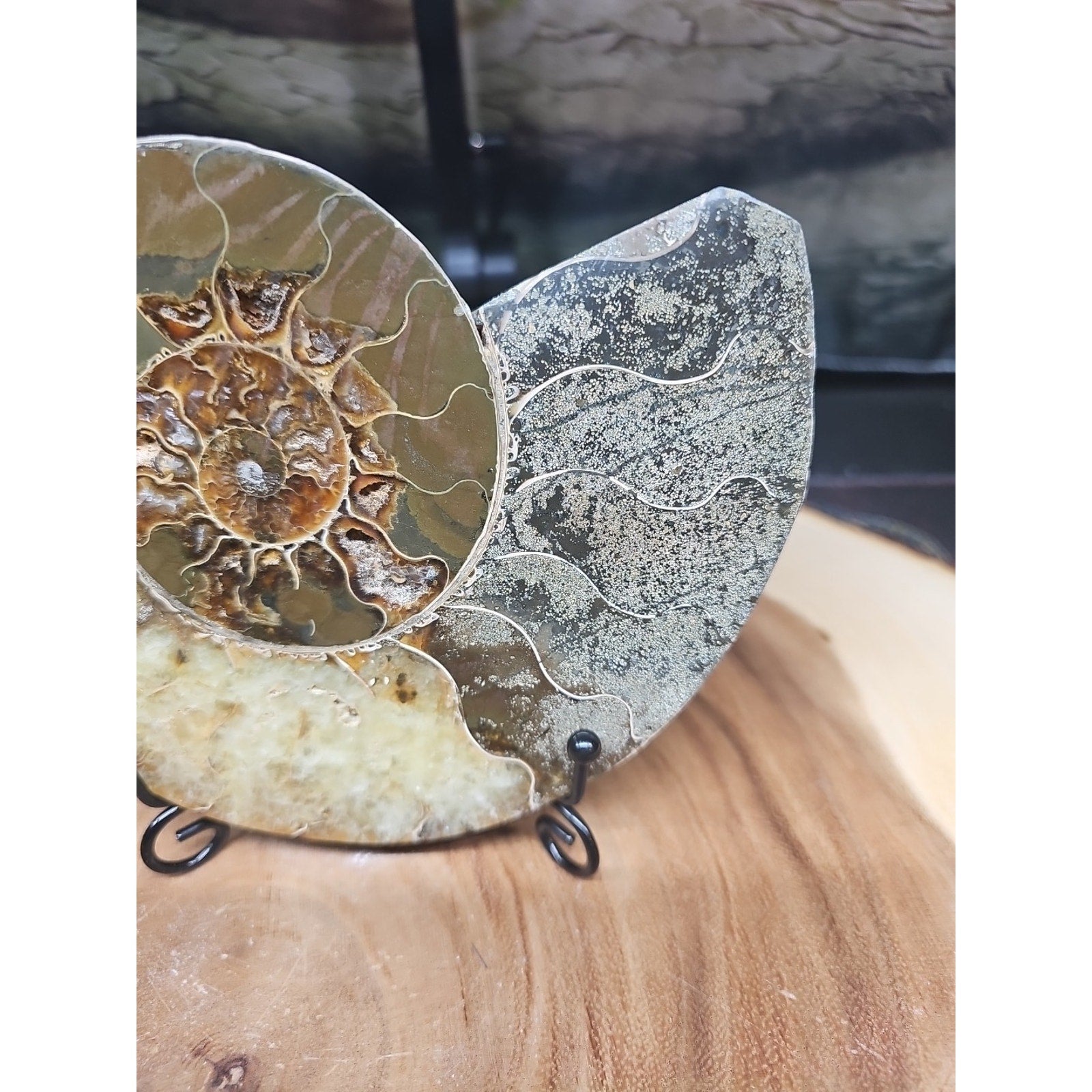 Ammonite fossil large .88lbs W/stand