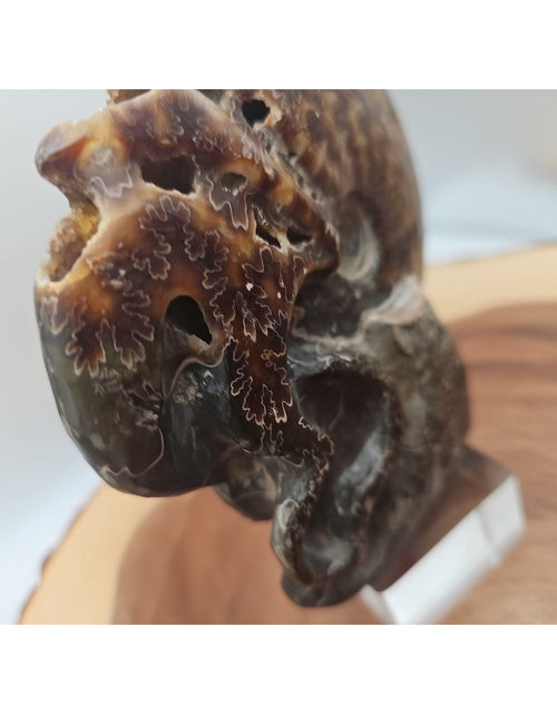Load image into Gallery viewer, 1.32LB Rare! Natural Tentacle Ammonite Fossil Specimen Shell Madagascar
