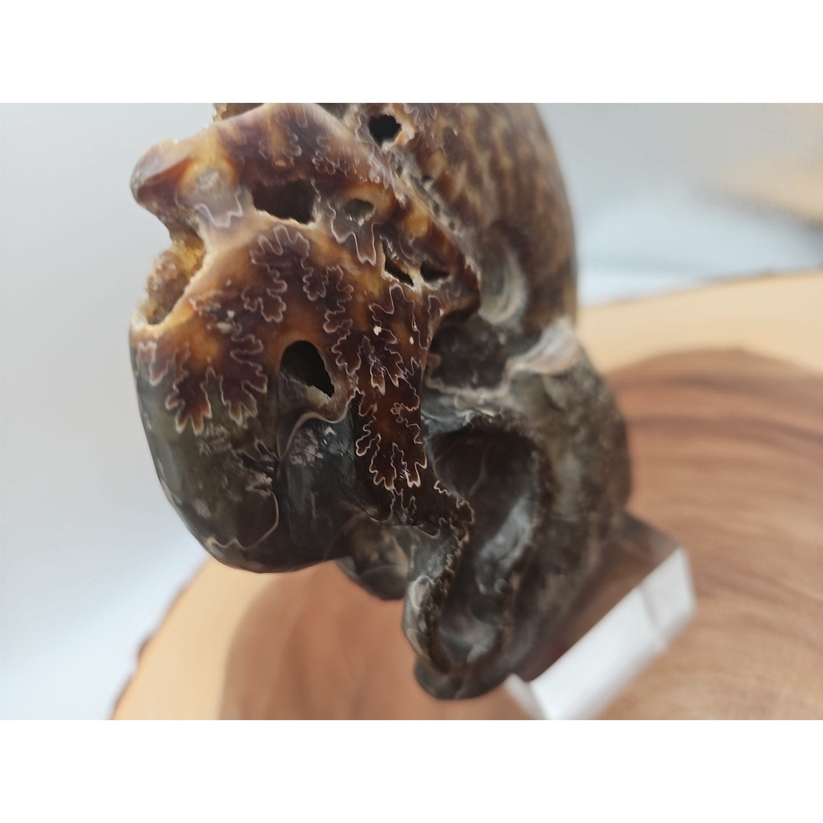 1.32LB Rare! Natural Tentacle Ammonite Fossil Specimen Shell Madagascar