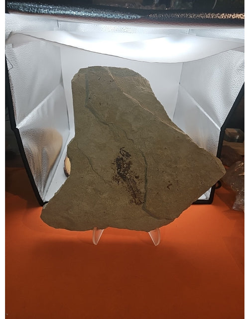 Load image into Gallery viewer, 6lbs Fish fossil plate W/stand
