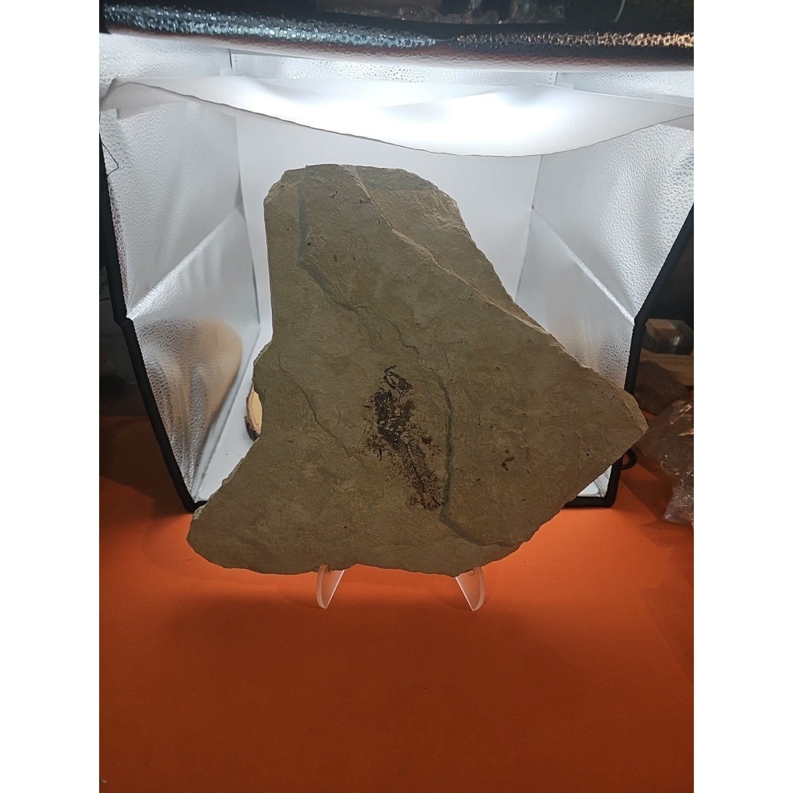 6lbs Fish fossil plate W/stand