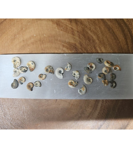 25pcs 8-13mm Pleuroceras AMMONITE Fossil lot Mollusk 13 W/ Selenite Base