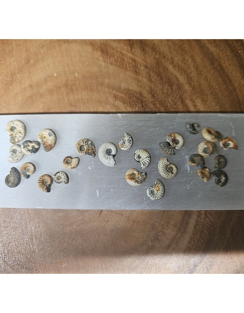 Load image into Gallery viewer, 25pcs 8-13mm Pleuroceras AMMONITE Fossil lot Mollusk 13 W/ Selenite Base
