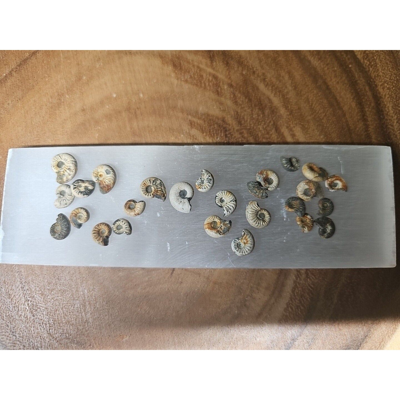 25pcs 8-13mm Pleuroceras AMMONITE Fossil lot Mollusk 13 W/ Selenite Base