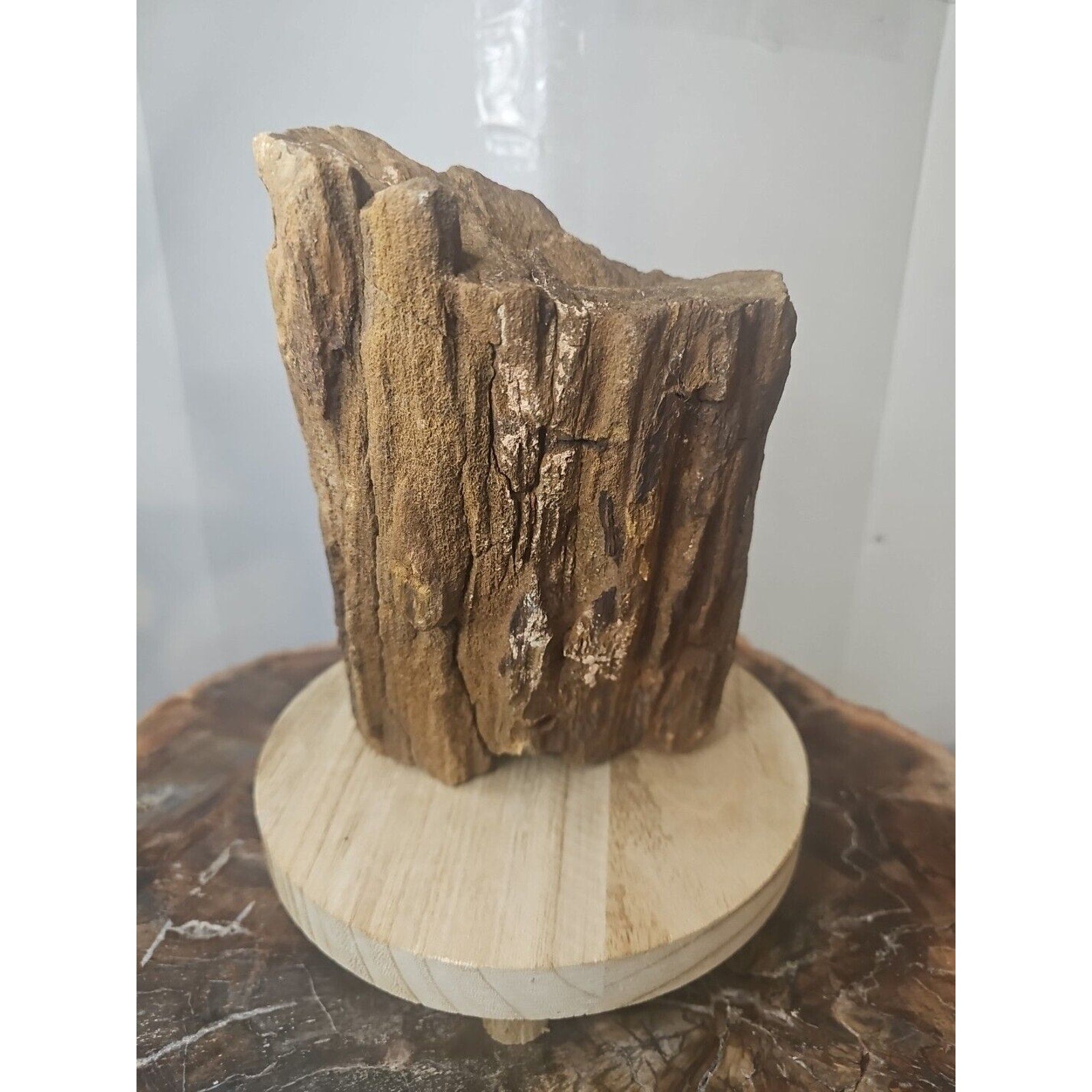 ❤️‍🔥Texas Petrified Wood! Raw Cool Details W/Stand Great Display