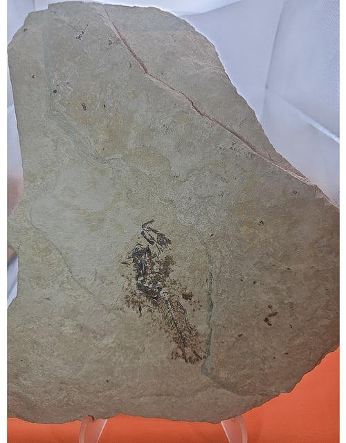 Load image into Gallery viewer, 6lbs Fish fossil plate W/stand
