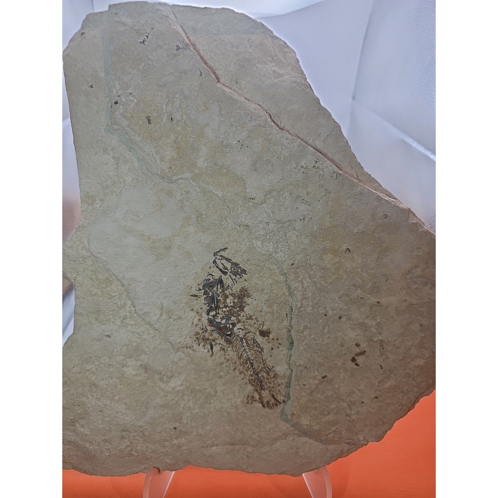 6lbs Fish fossil plate W/stand
