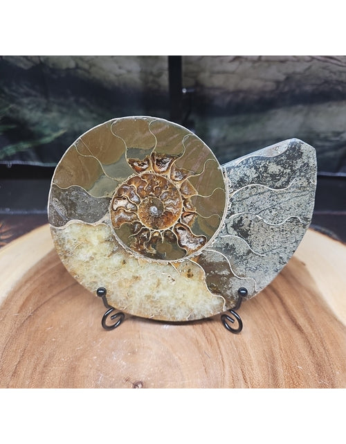 Load image into Gallery viewer, Ammonite fossil large .88lbs W/stand
