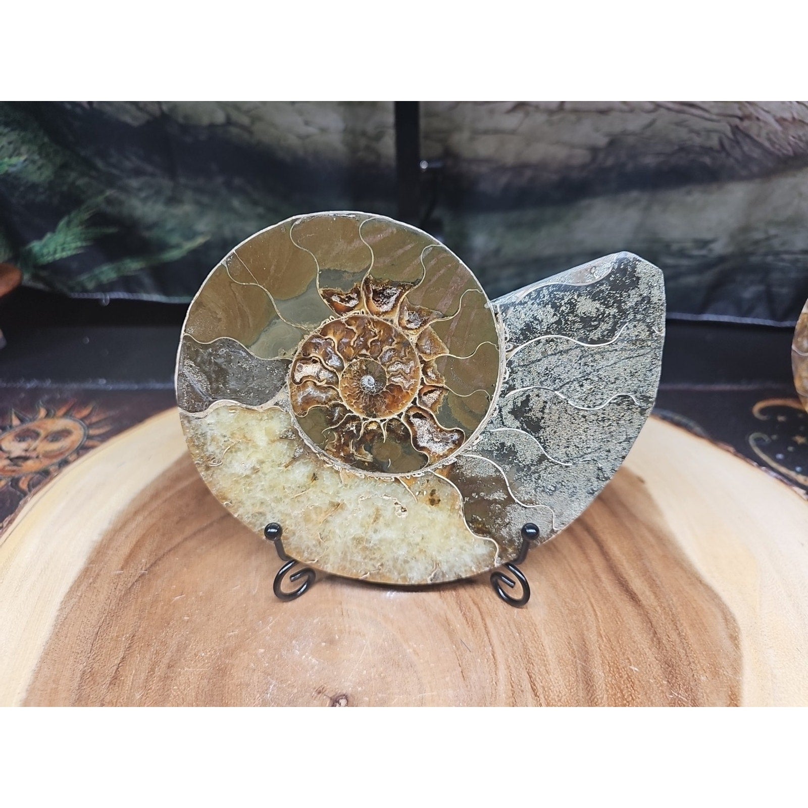 Ammonite fossil large .88lbs W/stand