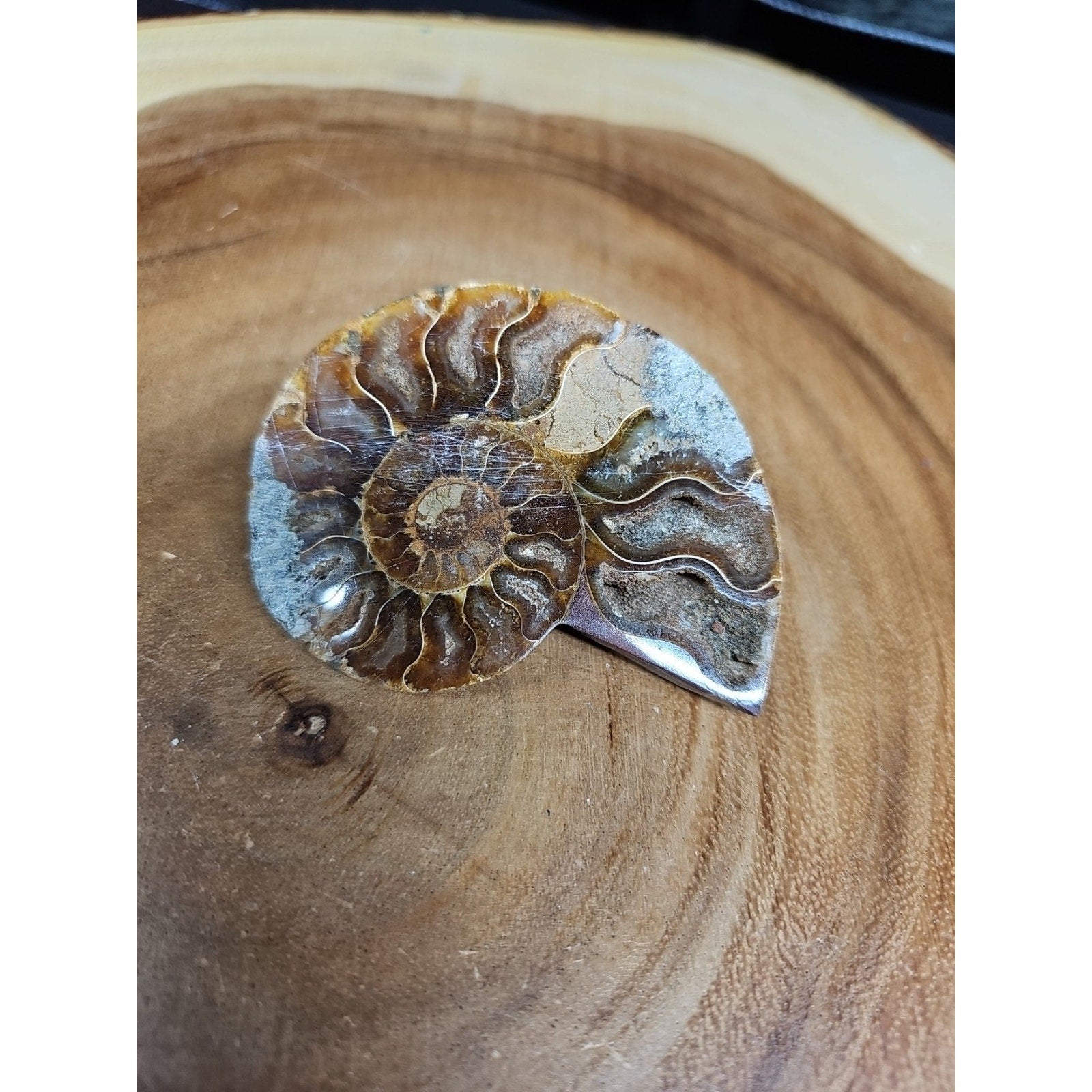 Ammonite Fossil Small 52g