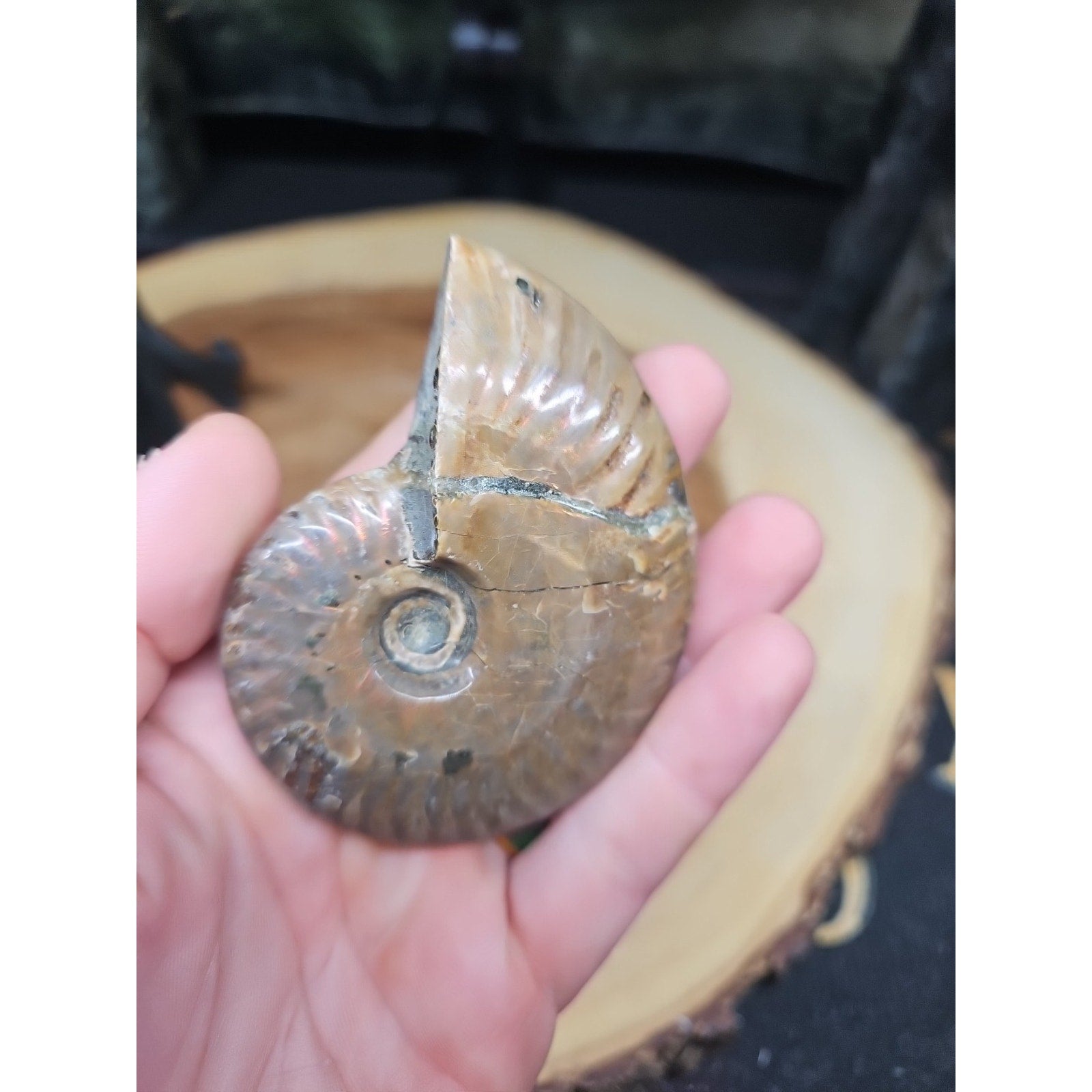 1 Each Ammonite Fossil Polished From Madagascar 145-175 Grams W/stand