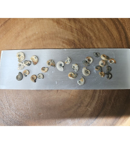 25pcs 8-13mm Pleuroceras AMMONITE Fossil lot Mollusk 13 W/ Selenite Base