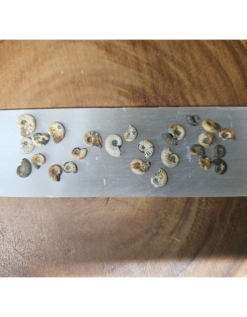 Load image into Gallery viewer, 25pcs 8-13mm Pleuroceras AMMONITE Fossil lot Mollusk 13 W/ Selenite Base
