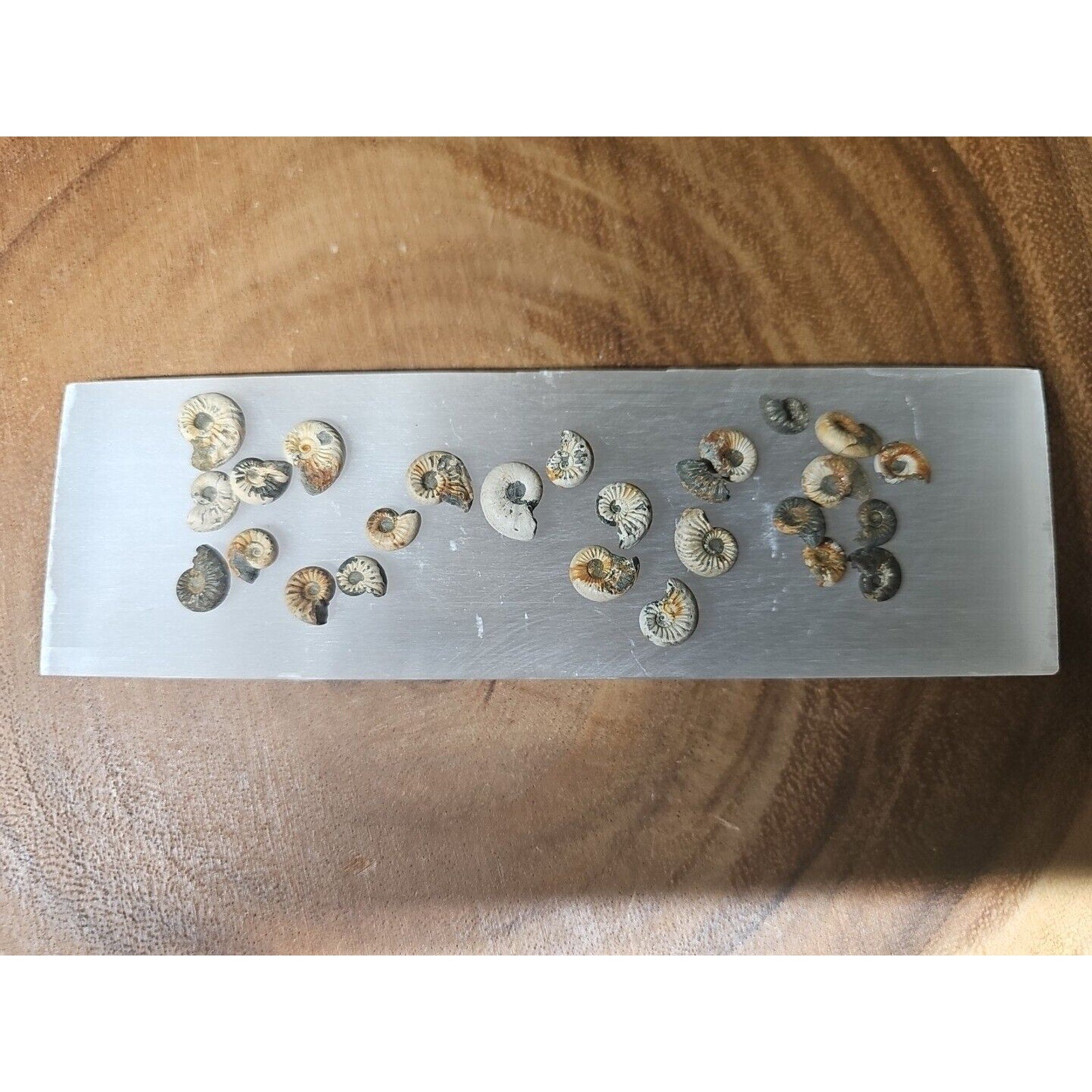 25pcs 8-13mm Pleuroceras AMMONITE Fossil lot Mollusk 13 W/ Selenite Base