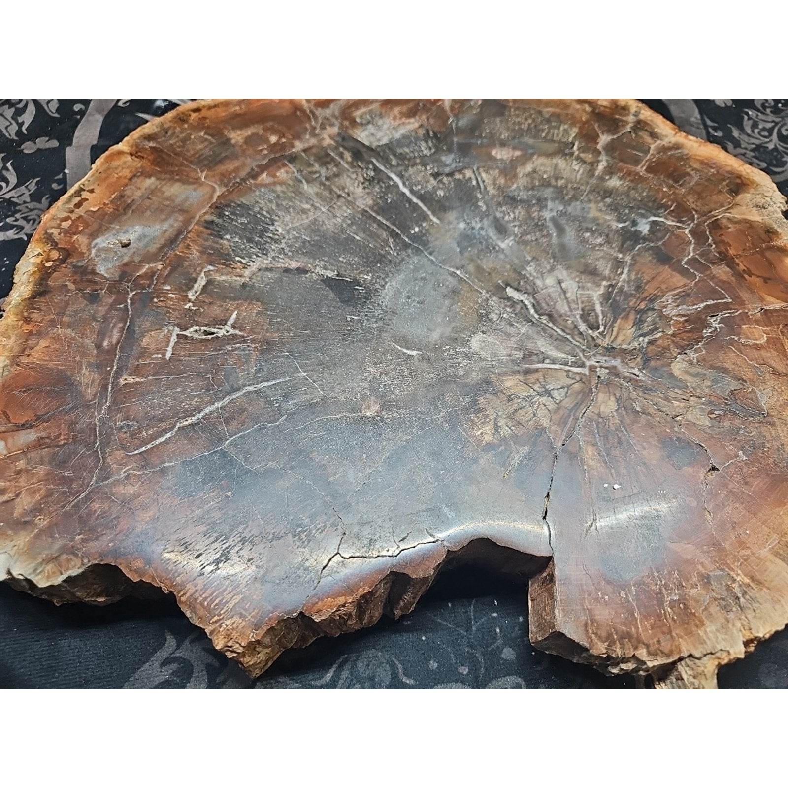 27.3LB TOP Natural fossil wood Quartz carved Crystal mineral Specimen healing