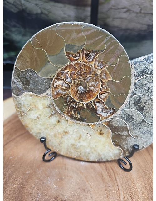 Load image into Gallery viewer, Ammonite fossil large .88lbs W/stand
