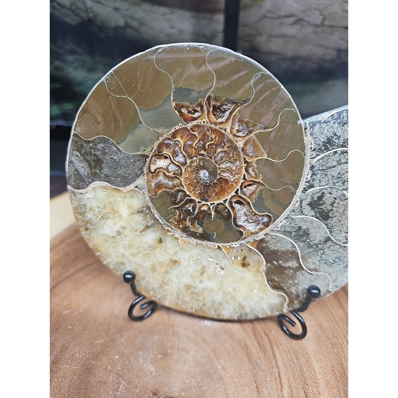 Ammonite fossil large .88lbs W/stand