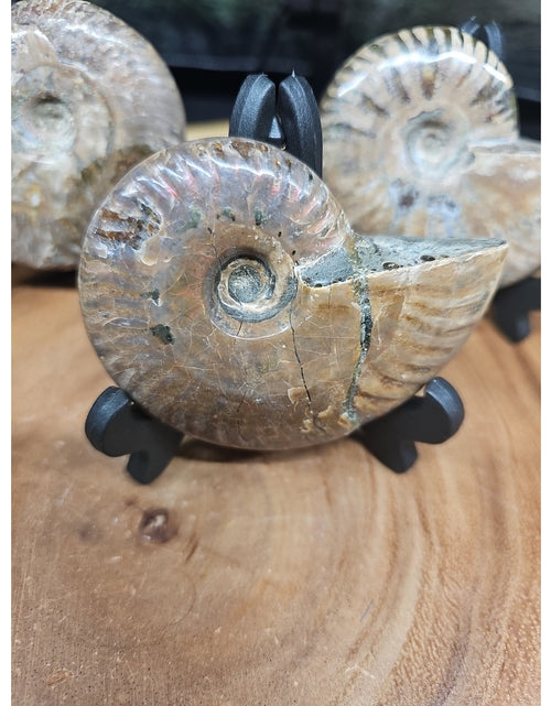 Load image into Gallery viewer, 1 Each Ammonite Fossil Polished From Madagascar 145-175 Grams W/stand
