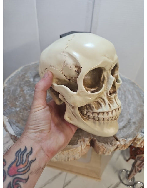 Load image into Gallery viewer, Realistic Human Skull Replica Decor Decoration Resin
