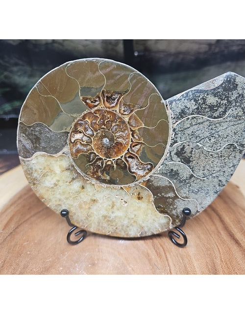 Load image into Gallery viewer, Ammonite fossil large .88lbs W/stand
