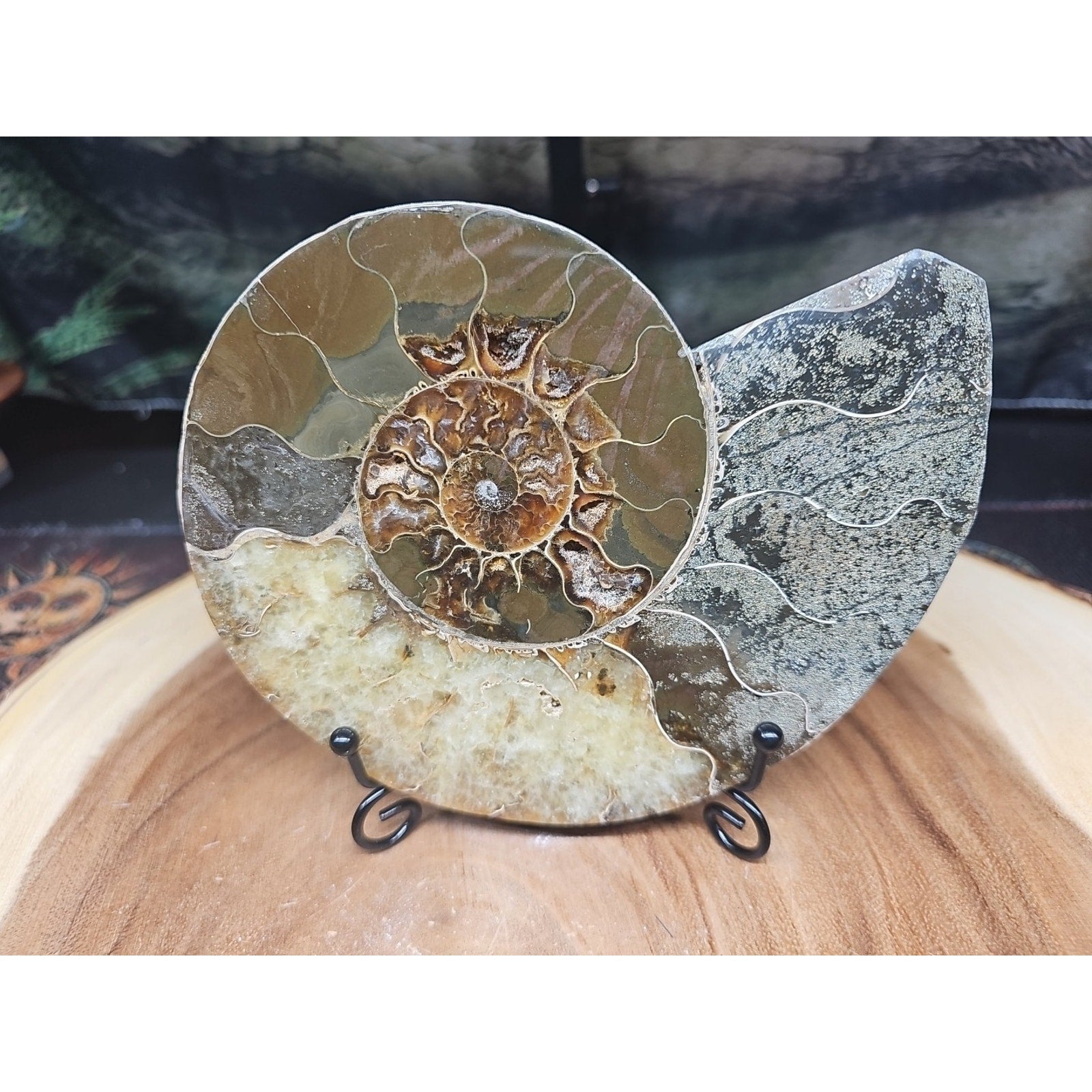 Ammonite fossil large .88lbs W/stand