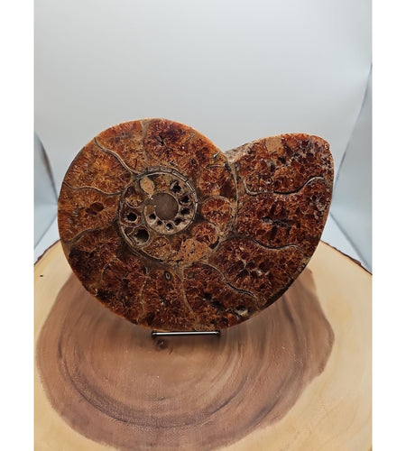 2.36LB Rare! Natural Ammonite Fossil Specimen Shell Madagascar