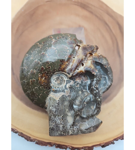 1.32LB Rare! Natural Tentacle Ammonite Fossil Specimen Shell Madagascar