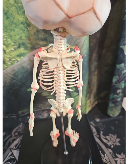 Load image into Gallery viewer, Pinyl vinyl chloride skeleton of abnormal infant
