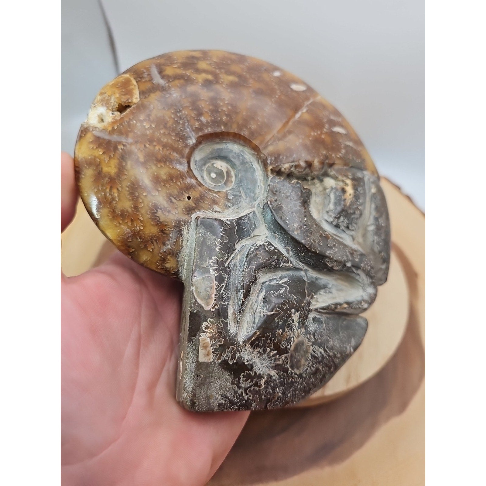 1.82LB Rare! Natural Tentacle Ammonite FossilSpecimen Shell Healing Madagascar