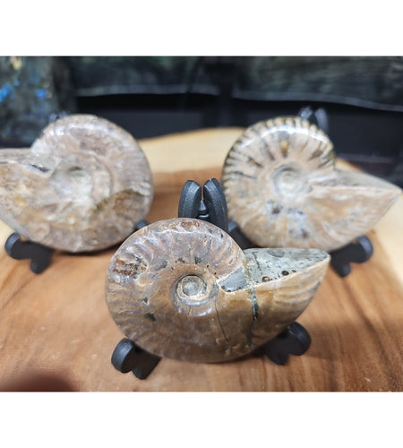 1 Each Ammonite Fossil Polished From Madagascar 145-175 Grams W/stand