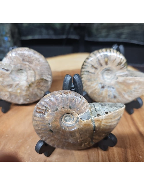 Load image into Gallery viewer, 1 Each Ammonite Fossil Polished From Madagascar 145-175 Grams W/stand
