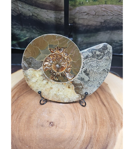 Ammonite fossil large .88lbs W/stand