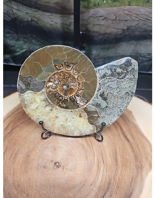 Load image into Gallery viewer, Ammonite fossil large .88lbs W/stand
